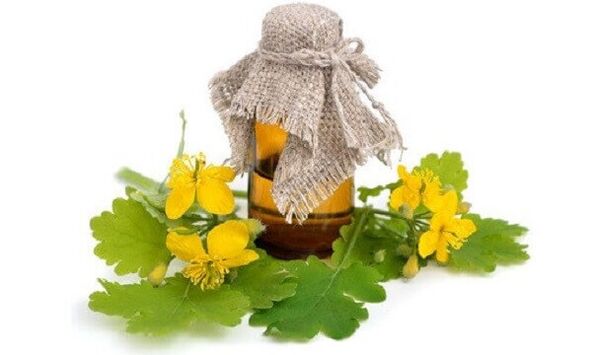 aceite de celidonia para hongos en las uñas